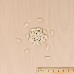 Légumes Secs - Haricot Fortal - 20 m - BIO - MEDIA_3D