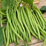 Légumes Secs - Haricot Emérite - 20 m - face recto
