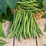 Légumes Secs - Haricot Nain Vert Signal - 5 m - BIO - face recto