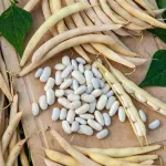 Légumes Secs - Haricot Nain à Ecosser Michelet à Longue Cosse - face recto