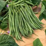 Légumes Secs - Haricot Nain Vert Triomphe de Farcy - face recto