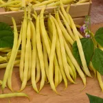 Légumes Secs - Haricot Nain Beurre de Rocquencourt - face recto