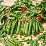 Légumes Secs - Pois Grimpant à Grain Ridé Téléphone à Rames - 20 m - face recto