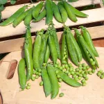 Légumes Secs - Pois Nain à Grain Rond Précovil - 5 m  - face recto