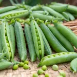 Légumes Secs - Pois Nain à Grain Ridé Merveille de Kelvedon - 20 m - face recto