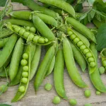 Légumes Secs - Pois Nain à Grain Ridé Kelvil - 20 m - face recto