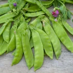 Légumes Secs - Pois Mangetout Corne de Bélier - 20 m - face recto