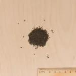 Potagères - Laitue à Couper Feuille de Chêne Grenadine - MEDIA_3D