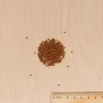 Potagères - Cresson de Jardin - BIO - MEDIA_3D