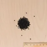 Potagères - Oignon Blanc Premier - MEDIA_3D