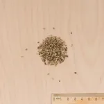 Potagères - Chicorée Scarole Blonde à Cœur Plein - BIO - MEDIA_3D