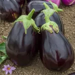 Potagères - Aubergine Bonica HF1 - Graines d'Exception - face recto