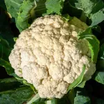 Potagères - Chou-Fleur Merveille des 4 Saisons - face recto