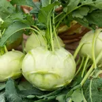 Potagères - Chou Rave Blanc Hâtif de Vienne - Légumes d'Autrefois - face recto