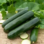 Potagères - Courgette Verte Noire Maraîchère - face recto