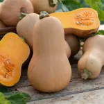 Potagères - Courge Musquée Waltham Butternut - Légumes d'Autrefois - face recto