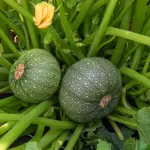 Potagères - Courgette de Nice à Fruit Rond - face recto