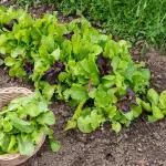 Potagères - Mesclun - face recto