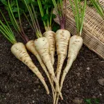 Potagères - Panais de Guernesey - Légumes d'Autrefois - face recto