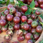Potagères - Tomate Black Cherry - face recto
