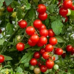 Potagères - Tomate Cerise - BIO - face recto