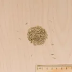 7 jours, pousse rapide - Gazon 7 jours - 1 kg - MEDIA_3D