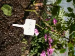 Accessoires pour semer - Étiquette Marquage à Planter (x12) - face recto