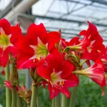 Bulbes à fleurs à planter à l'automne - Amaryllis Hippeastrum Strié (x1) - face recto