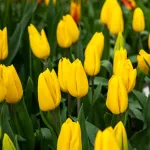 Bulbes à fleurs à planter à l'automne - Tulipe Strong Gold (x8) - face recto