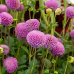 Bulbes à fleurs à planter au printemps - Dahlia pompon Franz Kafka (x1) - face recto