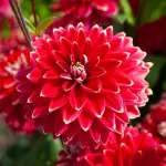 Bulbes à fleurs à planter au printemps - Dahlia Décoratif Mr. Optimist (x1) - face recto