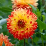 Bulbes à fleurs à planter au printemps - Dahlia Décoratif Procyon (x1) - face recto