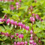 Bulbes à fleurs à planter au printemps - Cœur de Marie Dicentra spectabilis Rose (x1) - face recto