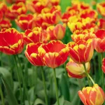 Bulbes à fleurs à planter à l'automne - Tulipe Banja Luka (x8) - face recto