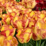 Bulbes à fleurs à planter à l'automne - Tulipe Cape Town (x8) - face recto