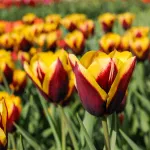 Bulbes à fleurs à planter à l'automne - Tulipe Triomphe Gavota (x8) - face recto