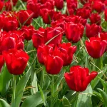 Bulbes à fleurs à planter à l'automne - Tulipe Triomphe Seadov (x8) - face recto