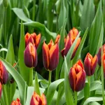 Bulbes à fleurs à planter à l'automne - Tulipe Slawa (x8) - face recto