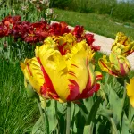 Bulbes à fleurs à planter à l'automne - Tulipe Texas Flame (x8) - face recto