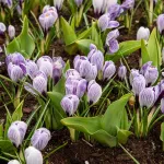 Bulbes à fleurs à planter à l'automne - Crocus Vernus Pickwick (x12) - face recto