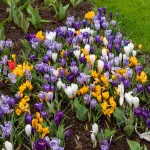 Bulbes à fleurs à planter à l'automne - Crocus Grande Fleur En Mélange (x12) - face recto