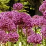 Bulbes à fleurs à planter à l'automne - Allium Purple Sensation en Mélange (x10) - face recto