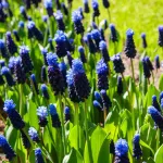 Bulbes à fleurs à planter à l'automne - Muscari Latifolium (x25) - face recto