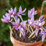Bulbes à fleurs à planter à l'automne - Crocus Sativus (x15) - face recto