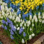 Bulbes à fleurs à planter à l'automne - Muscari en Mélange (x40) - face recto