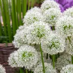 Bulbes à fleurs à planter à l'automne - Allium Mount Everest (x1) - face recto
