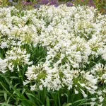 Bulbes à fleurs à planter au printemps - Agapanthe Umbelatum Blanc (x1) - face recto