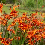 Bulbes à fleurs à planter au printemps - Montbrétia Crocosmia Emily McKenzie (x10) - face recto