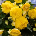 Bulbes à fleurs à planter au printemps - Bégonia Grande fleur jaune (x3) - face recto
