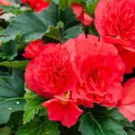 Bulbes à fleurs à planter au printemps - Bégonia Grande fleur rouge (x3) - face recto